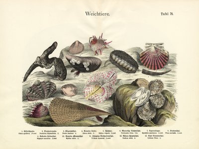 Molluschi da German School