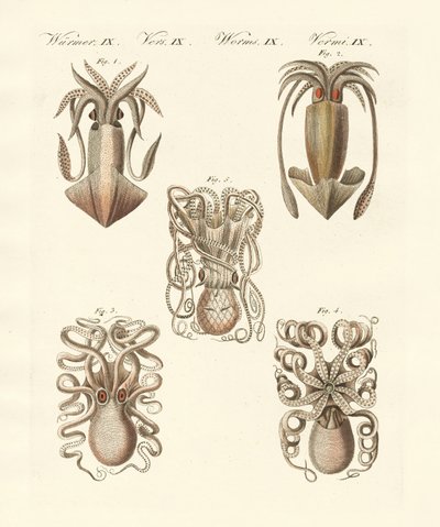 Molluschi o vermi molli da German School