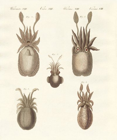 Molluschi o vermi molli da German School