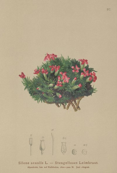 Silene acaulis da German School