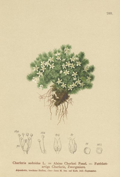 Cherleria sedoides da German School