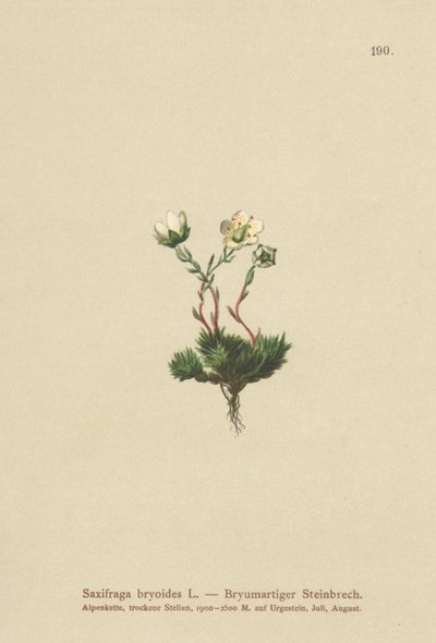 Sassifraga muscosa (Saxifraga bryoides) da German School