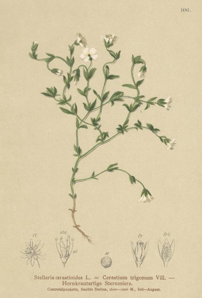 Stellaria cerastioides da German School