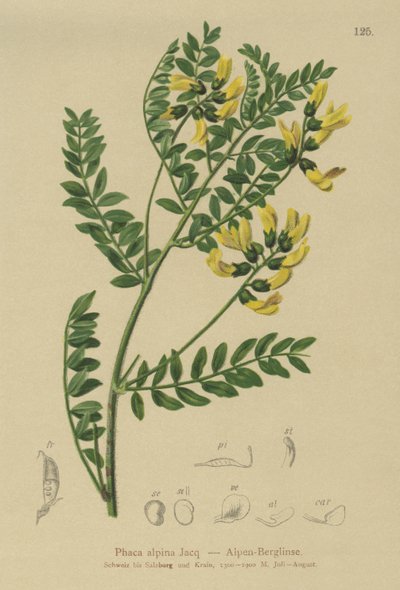 Lenticchia di montagna (Phaca alpina, Astragalus alpinus, Astragalus penduliflorus, Colutea alpina, Phaca alpina, Tragacantha penduliflora) da German School