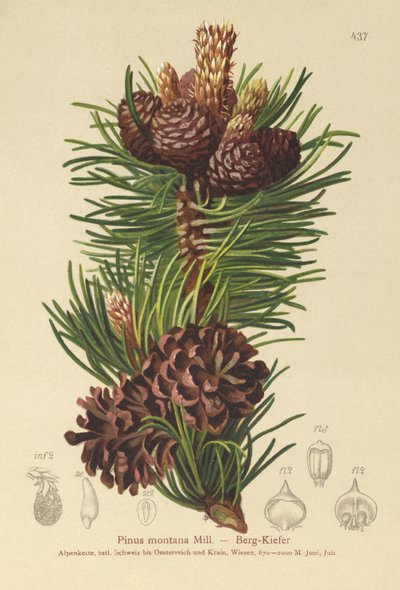 Pinus montana, Pinus mugo da German School