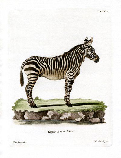 Zebra di montagna da German School