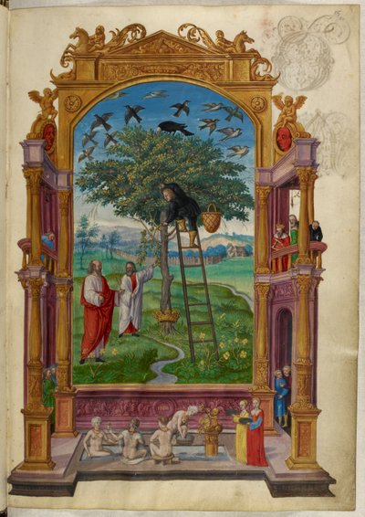 Ms Harley 3469, f.15 Albero d