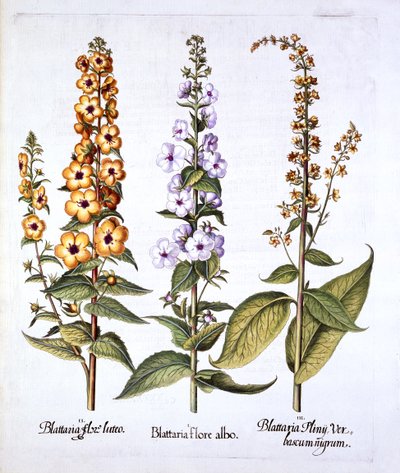 Verbasco, genere Verbascum, da Hortus Eystettensis, di Basil Besler, pub. 1613 da German School