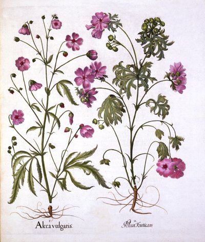 Malva muschiata, da Hortus Eystettensis, di Basil Besler, pub. 1613 da German School
