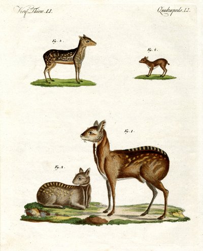 Animali muschiati da German School
