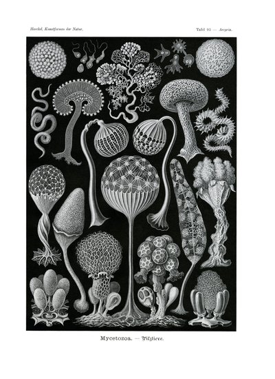 Mycetozoa da German School