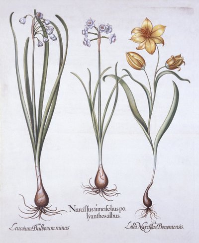 Narciso, tulipano e bucaneve estivo, da Hortus Eystettensis, di Basil Besler, pub. 1613 da German School