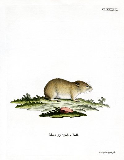 Arvicola dalla testa stretta da German School