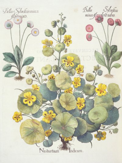Nasturzi e Margherite, dal Hortus Eystettensis di Basil Besler, pub. 1613 da German School