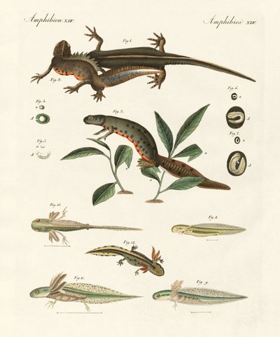 Storia naturale della salamandra marina da German School