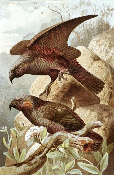 Pappagallo Nestor, tavola da "Brehms Tierleben: Allgemeine Kunde des Tierreichs", vol.5, p.382, pubblicato da Bibliographisches Institut da German School