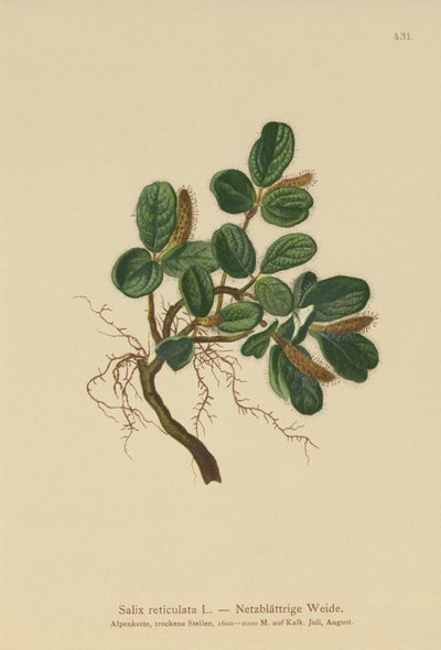 Salix reticulata da German School