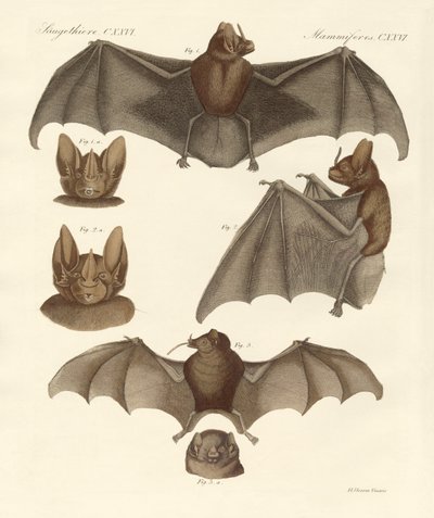 Nuovi pipistrelli da German School
