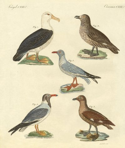 Nuovi uccelli da German School