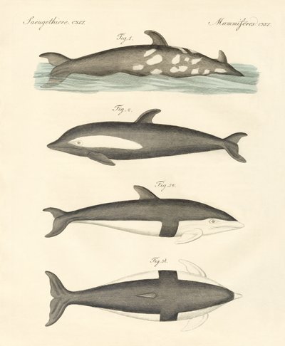 Nuovi delfini da German School