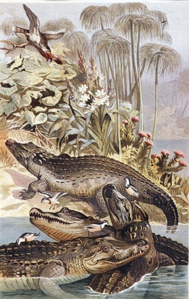 Coccodrillo del Nilo, tavola da "Brehms Tierleben: Allgemeine Kunde des Tierreichs", vol.7, p.504, pubblicato da Bibliographisches Institut da German School
