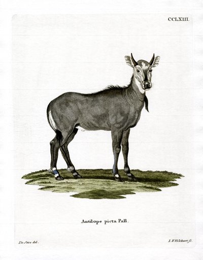 Nilgai da German School