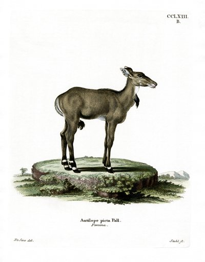 Nilgai da German School
