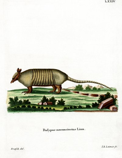 Armadillo a nove fasce da German School