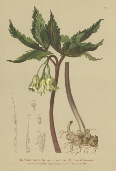 Dentaria a nove foglie (Dentaria enneaphyllos) da German School