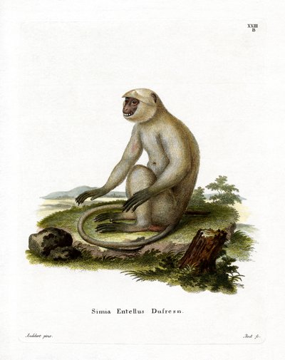 Langur Grigio delle Pianure Settentrionali da German School