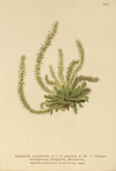 Selaginella selaginoides da German School