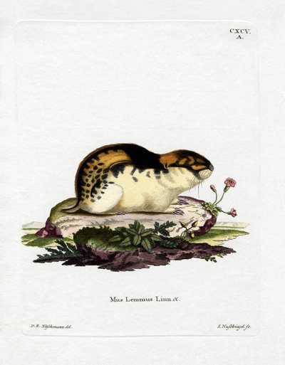 Lemming norvegese da German School