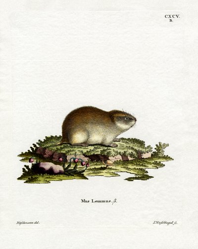 Lemming Norvegese da German School