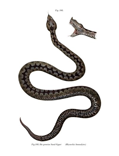 Vipera dal corno nasale da German School