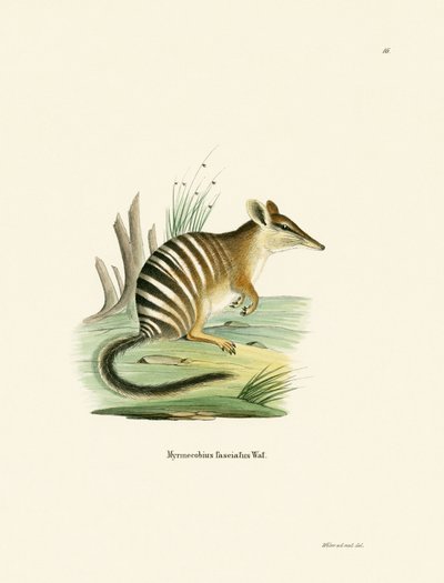 Numbat da German School