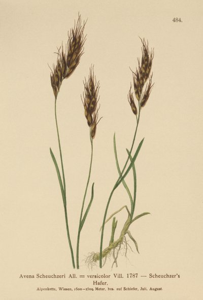 Avena Scheuchzeri da German School