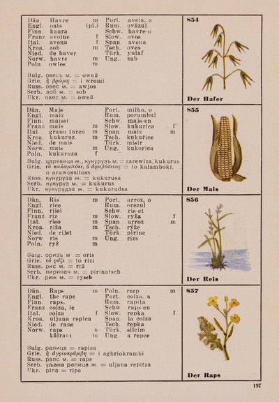 Avena, Mais, Riso, La Rapa da German School