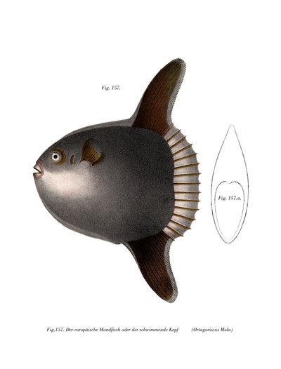 Pesce luna da German School