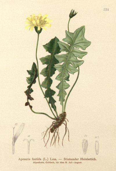 Insalata di maiale odorosa (Aposeris foetida) da German School