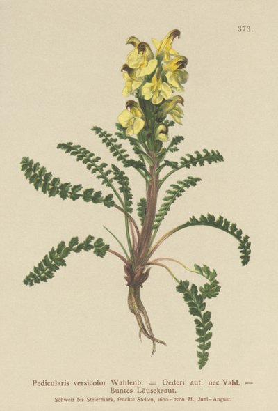 Pedicolare di Oeder (Pedicularis versicolor, Pedicularis Oederi) da German School