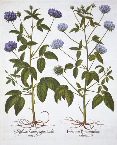 Trifogli a un fiore, da Hortus Eystettensis, di Basil Besler, pub. 1613 da German School