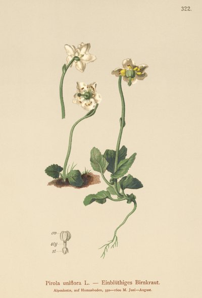 Pirola uniflora (Pirola uniflora, Pyrola uniflora, Moneses uniflora, Monesis uniflora) da German School