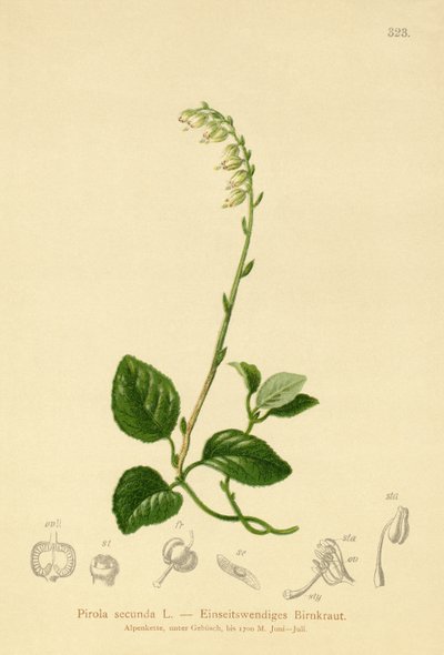 Pirola secunda (Pirola secunda, Pyrola secunda, Orthilia secunda, Ramischia elatior, Ramischia secunda) da German School