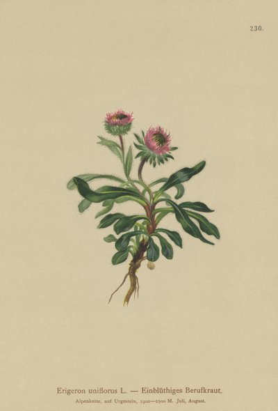 Erigeron unifloro da German School