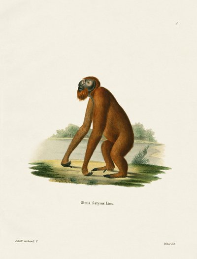 Orangutan da German School