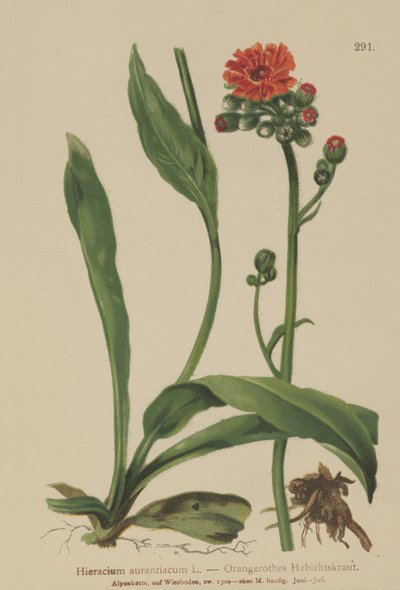Pilosella aranciata (Hieracium aurantiacum, Hieracium brunneocroceum, Pilosella aurantiaca) da German School