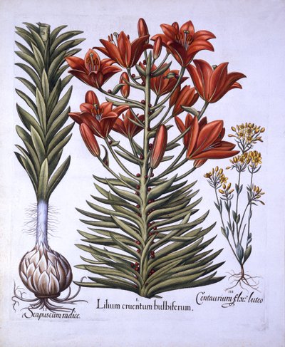 Giglio arancione con bulbilli e bulbi, Blackstoria a fioritura tardiva, da Hortus Eystettensis, di Basil Besler, pub. 1613 da German School
