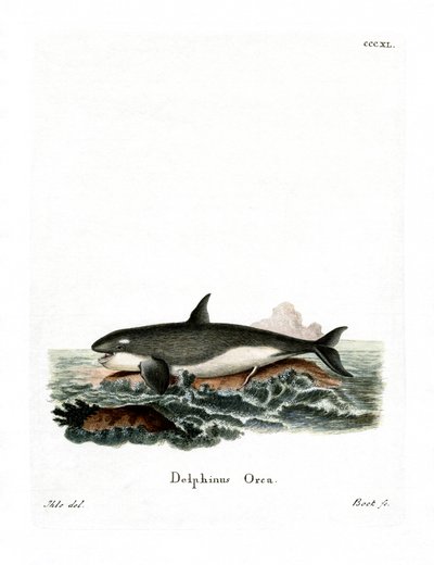 Orca da German School