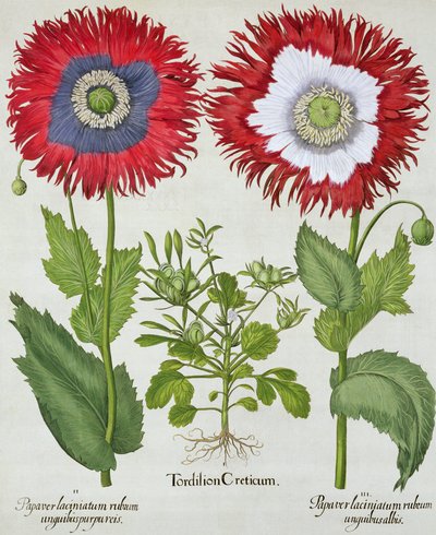 Papaveri ornamentali, da Hortus Eystettensis di Basil Besler, pub. 1613 da German School