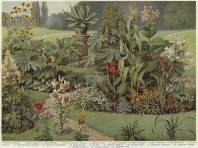 Piante ornamentali da German School
